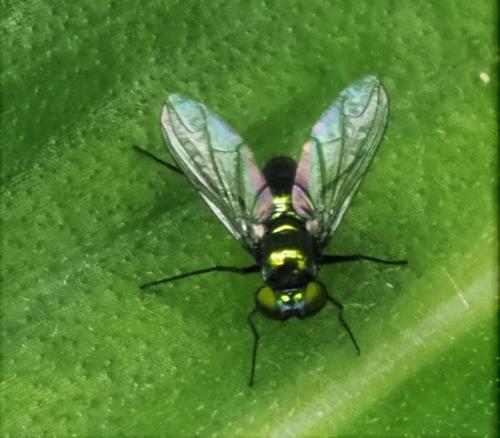 Condylostylus sp.
